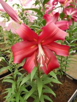 [3510 PO27 Formia No02.JPG]